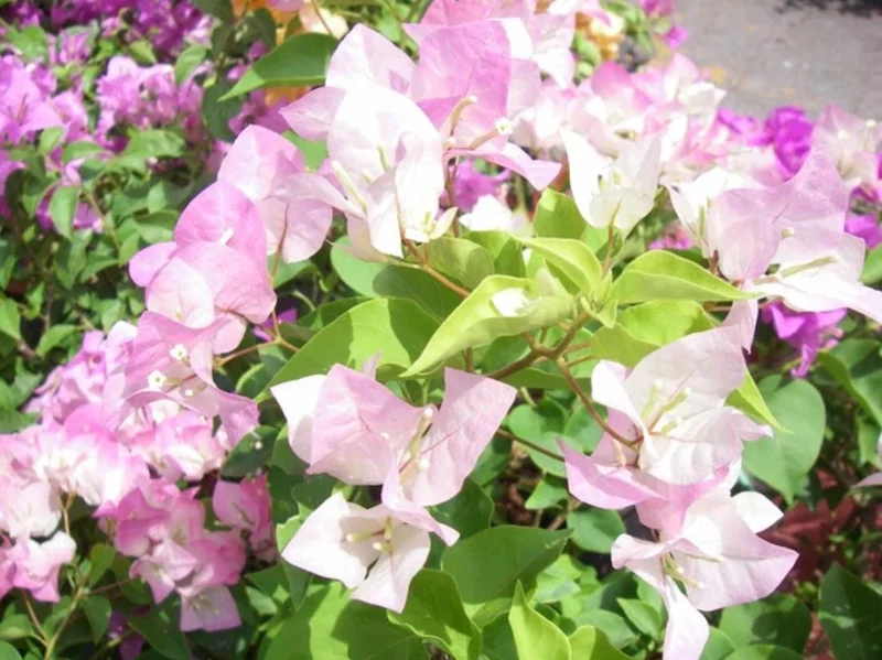 Imperial Thai Delight Bougainvillea Live Plant - 2-Pack Starter - 4-6" Tall - Outdoor Tropical Vine - Image 3