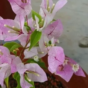 Imperial Thai Delight Bougainvillea Live Plant - 2-Pack Starter - 4-6