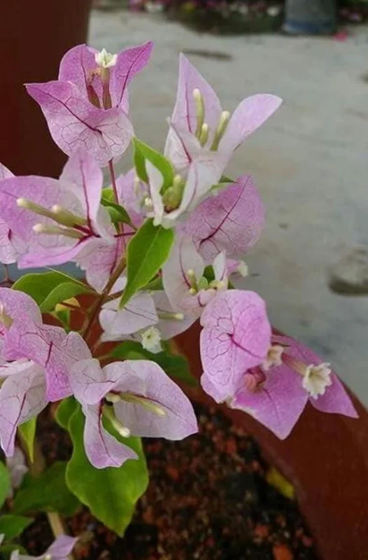 Imperial Thai Delight Bougainvillea Live Plant - 2-Pack Starter - 4-6" Tall - Outdoor Tropical Vine - Image 4