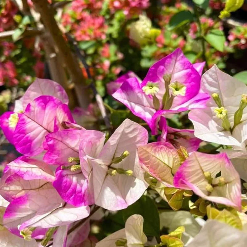 Imperial Thai Delight Bougainvillea Live Plant - 2-Pack Starter - 4-6" Tall - Outdoor Tropical Vine - Image 5
