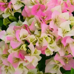 Imperial Thai Delight Bougainvillea Live Plant - 2-Pack Starter - 4-6