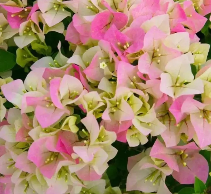Imperial Thai Delight Bougainvillea Live Plant - 2-Pack Starter - 4-6" Tall - Outdoor Tropical Vine - Image 6