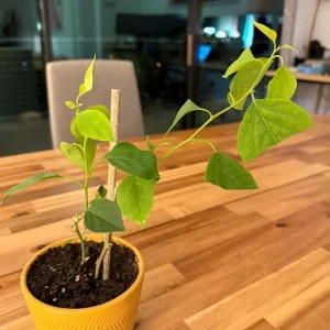 Imperial Thai Delight Bougainvillea Live Plant - 2-Pack Starter - 4-6