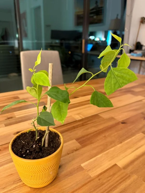 Imperial Thai Delight Bougainvillea Live Plant - 2-Pack Starter - 4-6" Tall - Outdoor Tropical Vine - Image 7