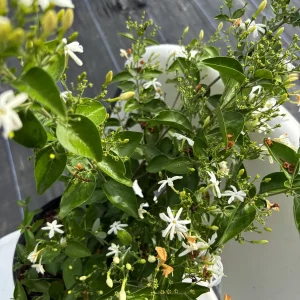 Indian Jasmine Live Plant (Jasminum molle) - 3 Gallon Pot - Fragrant Outdoor Vine - Image 4