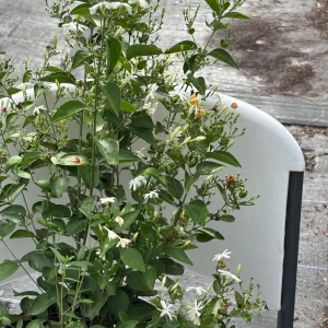 Indian Jasmine Live Plant (Jasminum molle) - Fragrant 3 Gallon Pot - Image 1