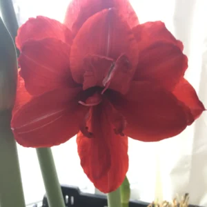 Indoor Amaryllis Kit Double King - Red Double Flower Bulb - Easy Grow Houseplant - Image 3