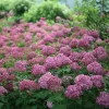 Invincibelle Mini Mauvette Hydrangea Live Plant – 4 inch Pot – Outdoor Shrub - Image 1
