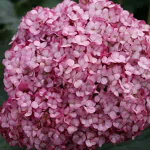 Invincibelle Mini Mauvette Hydrangea Live Plant – 4 inch Pot – Outdoor Shrub - Image 3