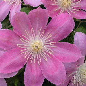 Irene Clematis Live Plant - Creamy Rose Pink Flower Vine - 2.5" Pot - Image 1