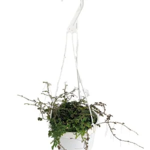 Iridescent Blue Peacock Fern Live Plant – Selaginella uncinata – 6 inch Hanging Basket - Image 2