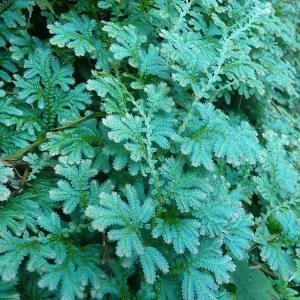 Iridescent Blue Peacock Fern Live Plant – Selaginella uncinata – 6 inch Hanging Basket - Image 3