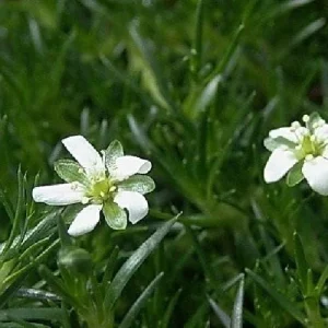 Irish Moss Live Plant - Sagina Subulata - Hardy Groundcover - 2.5 inch Pot - Image 3