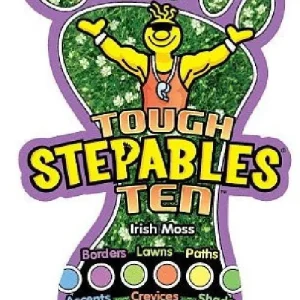 Irish Moss Live Plant - Sagina Subulata - Hardy Groundcover - 2.5 inch Pot - Image 4