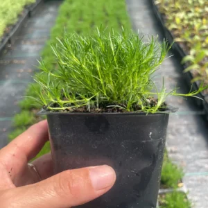 Irish Moss Sagina Subulata Live Plant – 3.5 inch Pot – Green Groundcover – Outdoor - Image 2