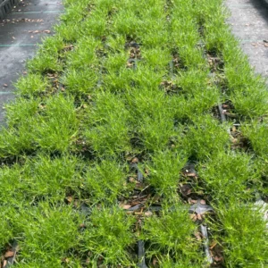 Irish Moss Sagina Subulata Live Plant – 3.5 inch Pot – Green Groundcover – Outdoor - Image 4