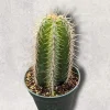 Isolatocereus dumortieri Cactus Live Plant – Drought Tolerant Succulent - Image 1