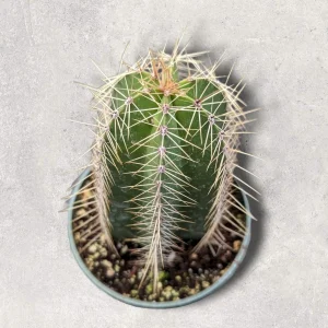 Isolatocereus dumortieri Cactus Live Plant – Drought Tolerant Succulent - Image 2
