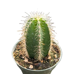 Isolatocereus dumortieri Cactus Live Plant – Drought Tolerant Succulent - Image 3