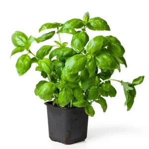Italian Basil Live Plant - 4" Pot Sweet Basil Herb for Culinary Use - Image 2