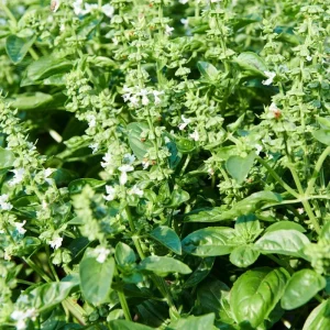 Italian Basil Live Plant – Sweet Basil Herb – 4 inch Pot – Large Leaf – Annual - Image 3