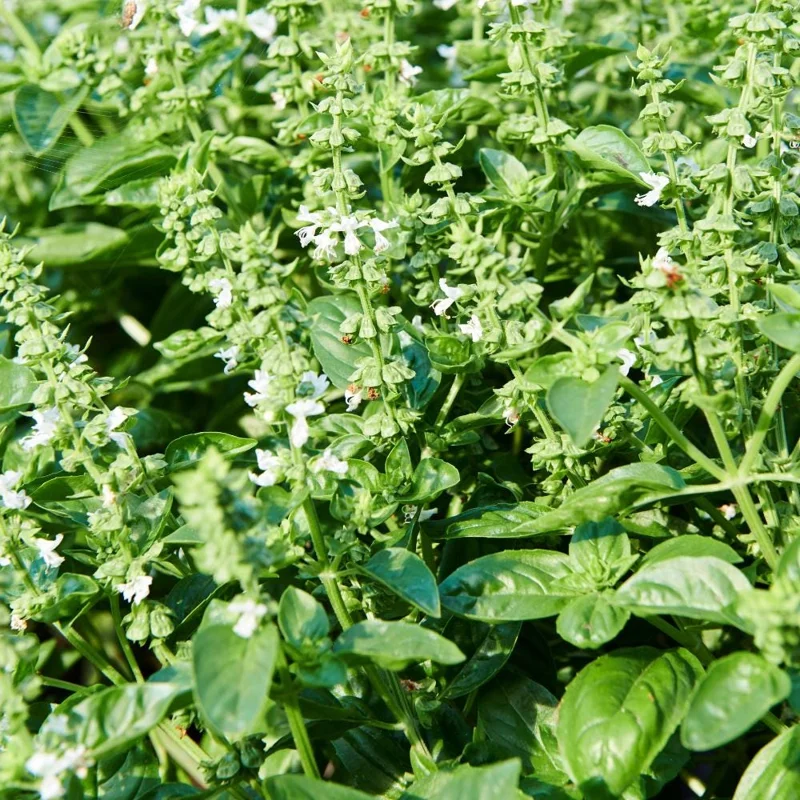 Italian Basil Live Plant – Sweet Basil Herb – 4 inch Pot – Large Leaf – Annual - Image 3