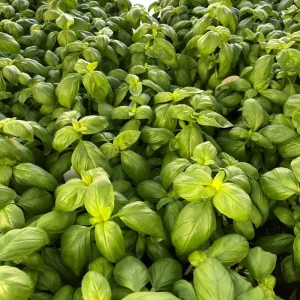 Italian Basil Live Plant – Sweet Basil Herb – 4 inch Pot – Large Leaf – Annual - Image 4