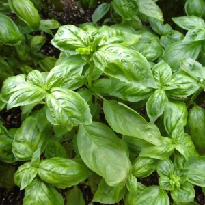 Italian Basil Live Plant – Sweet Basil Herb – 4 inch Pot – Large Leaf – Annual - Image 5