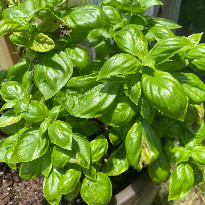 Italian Basil Live Plant – Sweet Basil Herb – 4 inch Pot – Large Leaf – Annual - Image 6