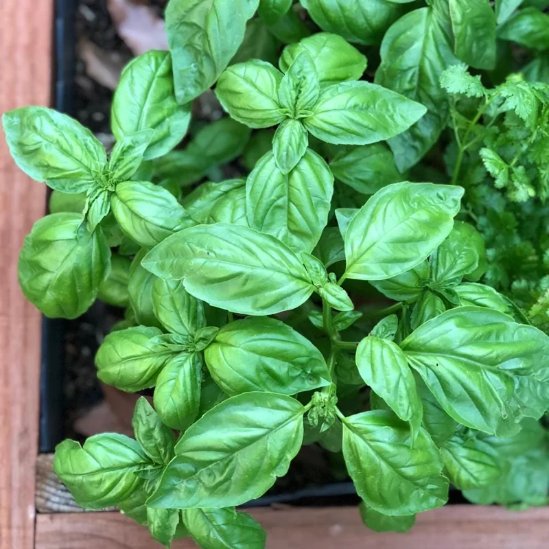 Italian Basil Live Plant – Sweet Basil Herb – 4 inch Pot – Large Leaf – Annual - Image 1