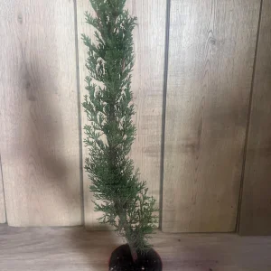 Italian Cypress Live Plant - Cupressus sempervirens - 6 inch Pot - Outdoor Tree - Image 2