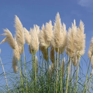 Ivory Pampas Grass Seeds - 25g Tall Plume Grass for Wedding & Home Decor - Image 2