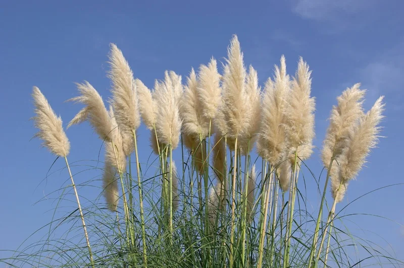 Ivory Pampas Grass Seeds - 25g Tall Plume Grass for Wedding & Home Decor - Image 2
