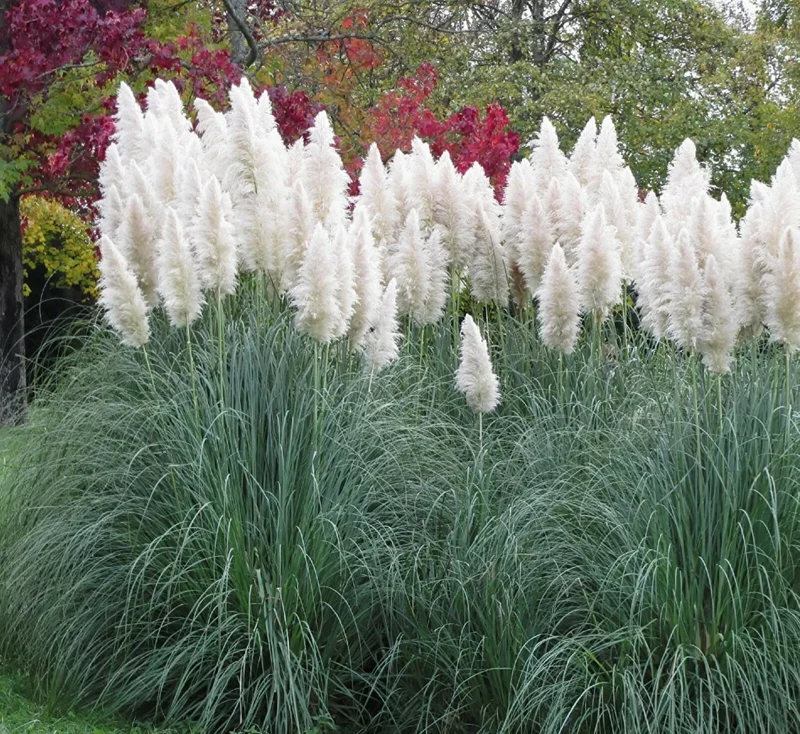 Ivory Pampas Grass Seeds - 25g Tall Plume Grass for Wedding & Home Decor - Image 3
