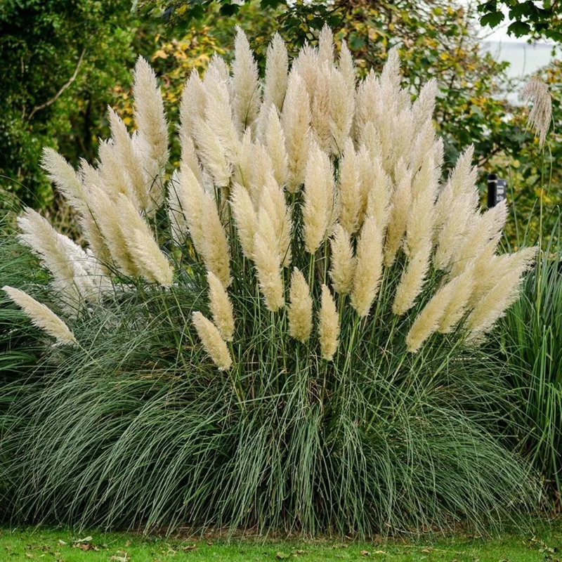 Ivory Pampas Grass Seeds - 25g Tall Plume Grass for Wedding & Home Decor - Image 4