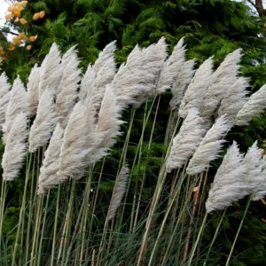 Ivory Pampas Grass Seeds - 25g Tall Plume Grass for Wedding & Home Decor - Image 5