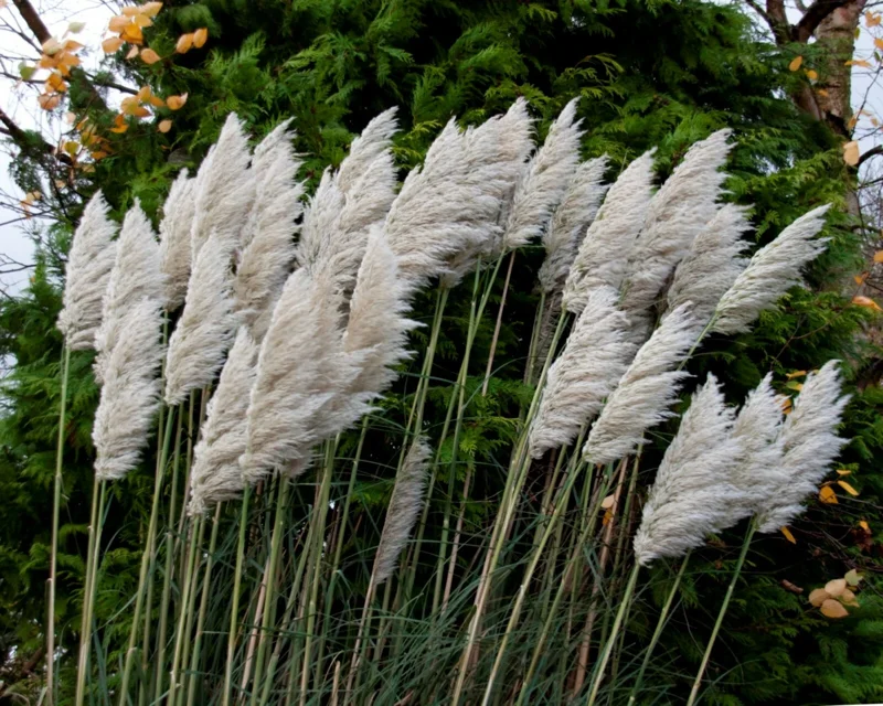 Ivory Pampas Grass Seeds - 25g Tall Plume Grass for Wedding & Home Decor - Image 5