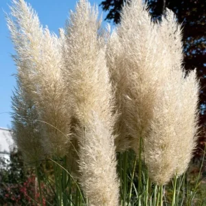 Ivory Pampas Grass Seeds - 25g Tall Plume Grass for Wedding & Home Decor - Image 1