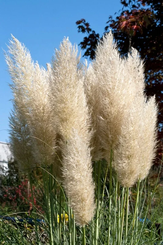 Ivory Pampas Grass Seeds - 25g Tall Plume Grass for Wedding & Home Decor - Image 1
