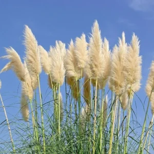 Ivory Pampas Grass Seeds - Tall Ornamental Plume Grass, Perennial, Easy to Grow - Image 3
