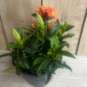 Ixora Carmen Orange Live Plant - Dwarf Tropical Shrub, 6 inch Pot - Image 2