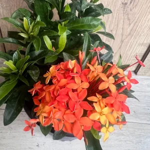 Ixora Carmen Orange Live Plant - Dwarf Tropical Shrub, 6 inch Pot - Image 3