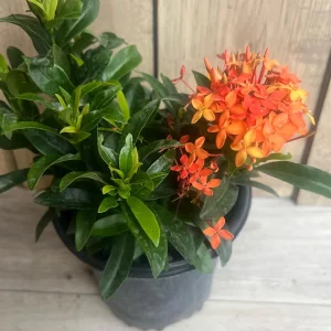 Ixora Carmen Orange Live Plant - Dwarf Tropical Shrub, 6 inch Pot - Image 5