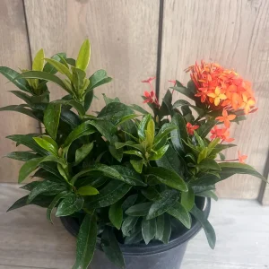 Ixora Carmen Orange Live Plant - Dwarf Tropical Shrub, 6 inch Pot - Image 6
