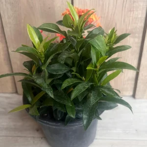 Ixora Carmen Orange Live Plant - Dwarf Tropical Shrub, 6 inch Pot - Image 9