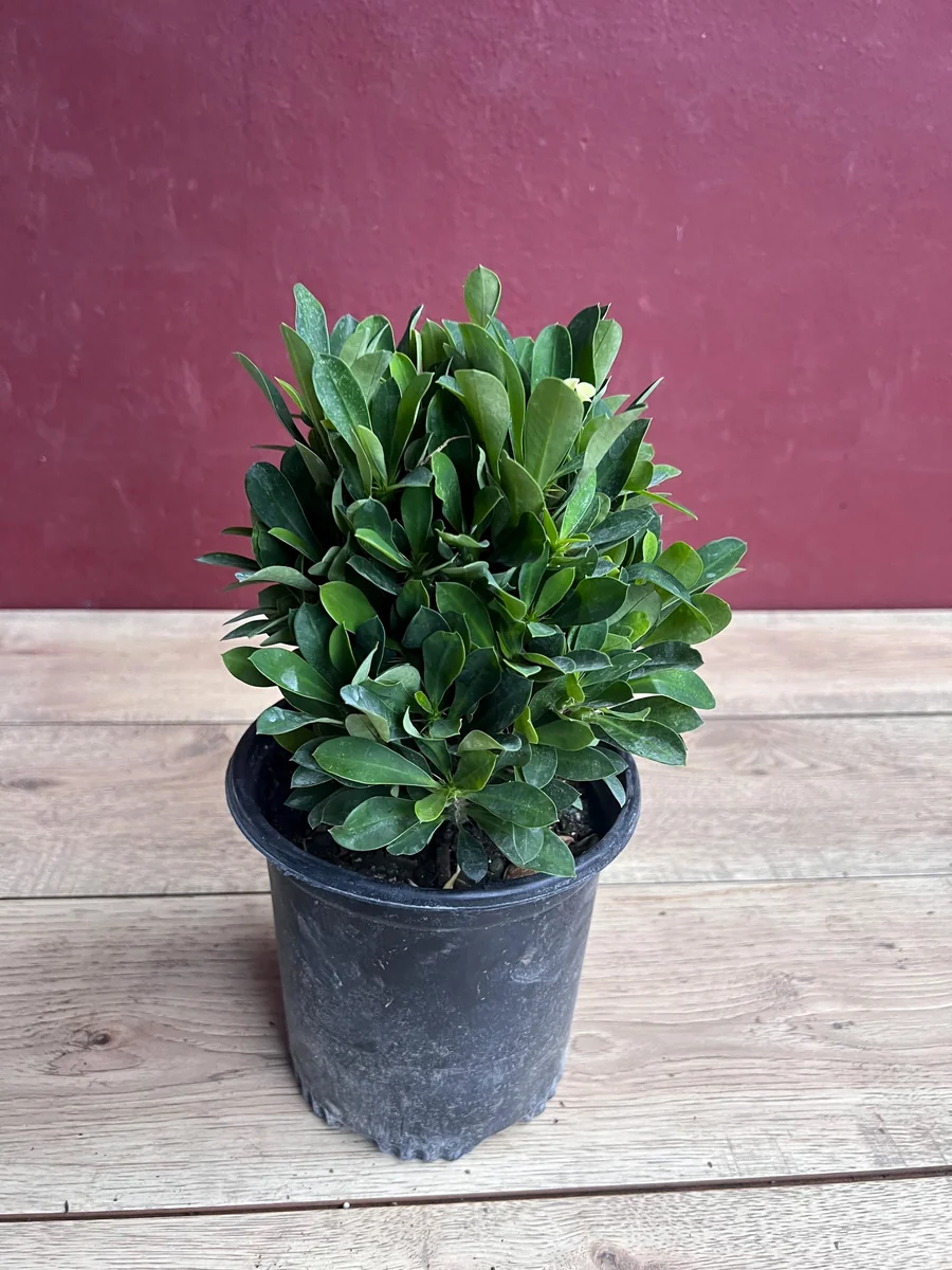 Ixora Taiwanese Yellow Live Plant - 6 inch Pot - Vibrant Yellow Blooms - Image 3