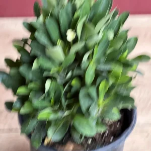 Ixora Taiwanese Yellow Live Plant - 6 inch Pot - Vibrant Yellow Blooms - Image 4