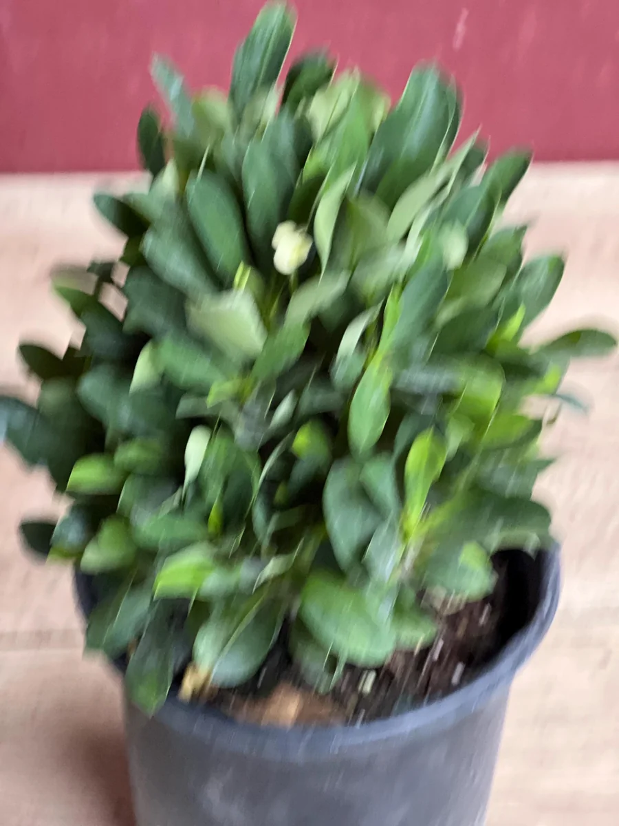 Ixora Taiwanese Yellow Live Plant - 6 inch Pot - Vibrant Yellow Blooms - Image 4