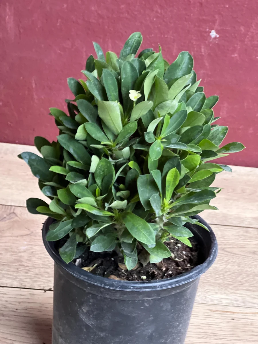 Ixora Taiwanese Yellow Live Plant - 6 inch Pot - Vibrant Yellow Blooms - Image 5