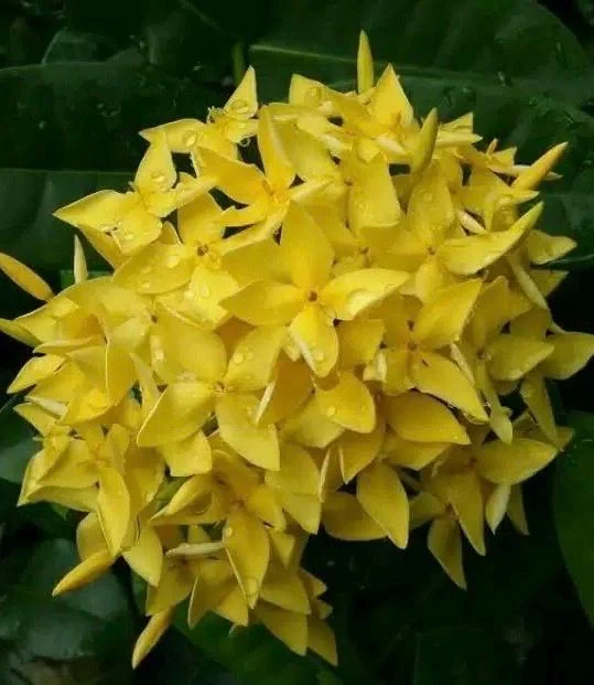 Ixora Taiwanese Yellow Live Plant - 6 inch Pot - Vibrant Yellow Blooms - Image 1